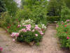 Sarah's-garden_small