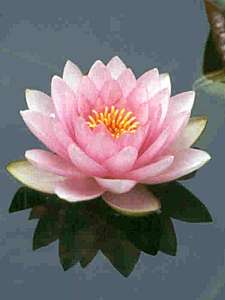 water_lilly_comp
